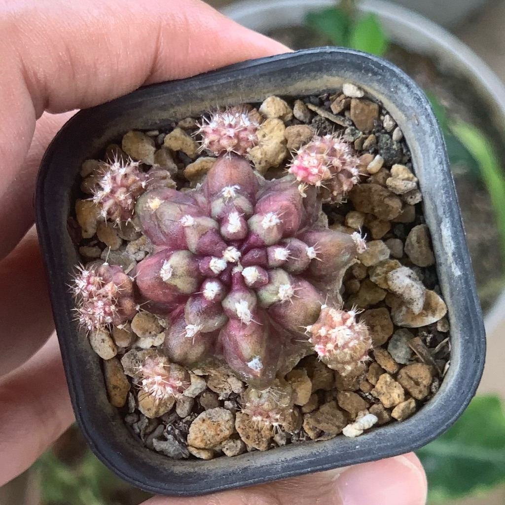 Gymno tseries hybrid daydream tlux day dream ungu purple hybrid  Hybrid kaktus gymnocalycium mihanov