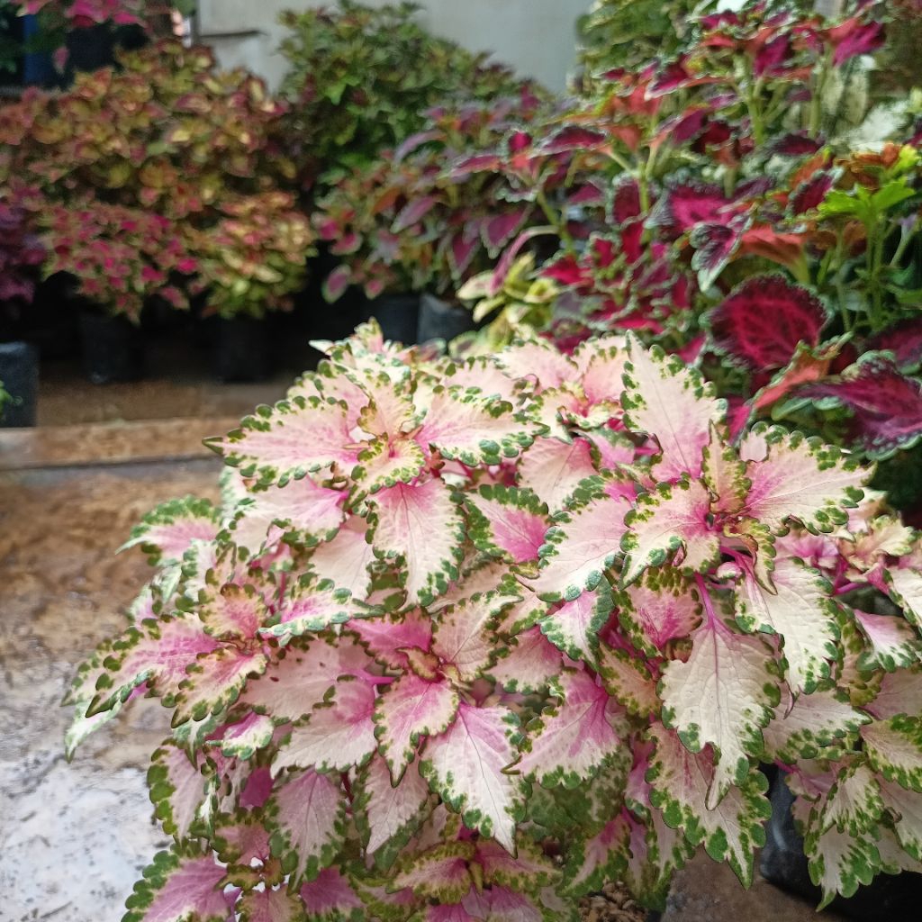 Plant Miana Sultan Berakar Dan Bercabang ID Gradasi Ungu Putih Tanaman Hias Jawer Kotok Coleus