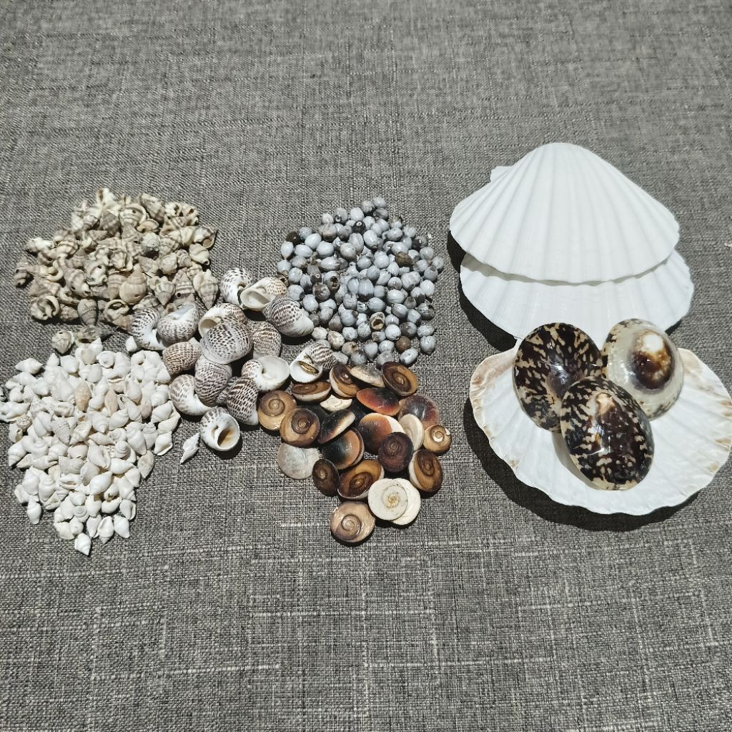 Bahan Kerajinan Kolase Cangkang Kerang Laut Lengkap