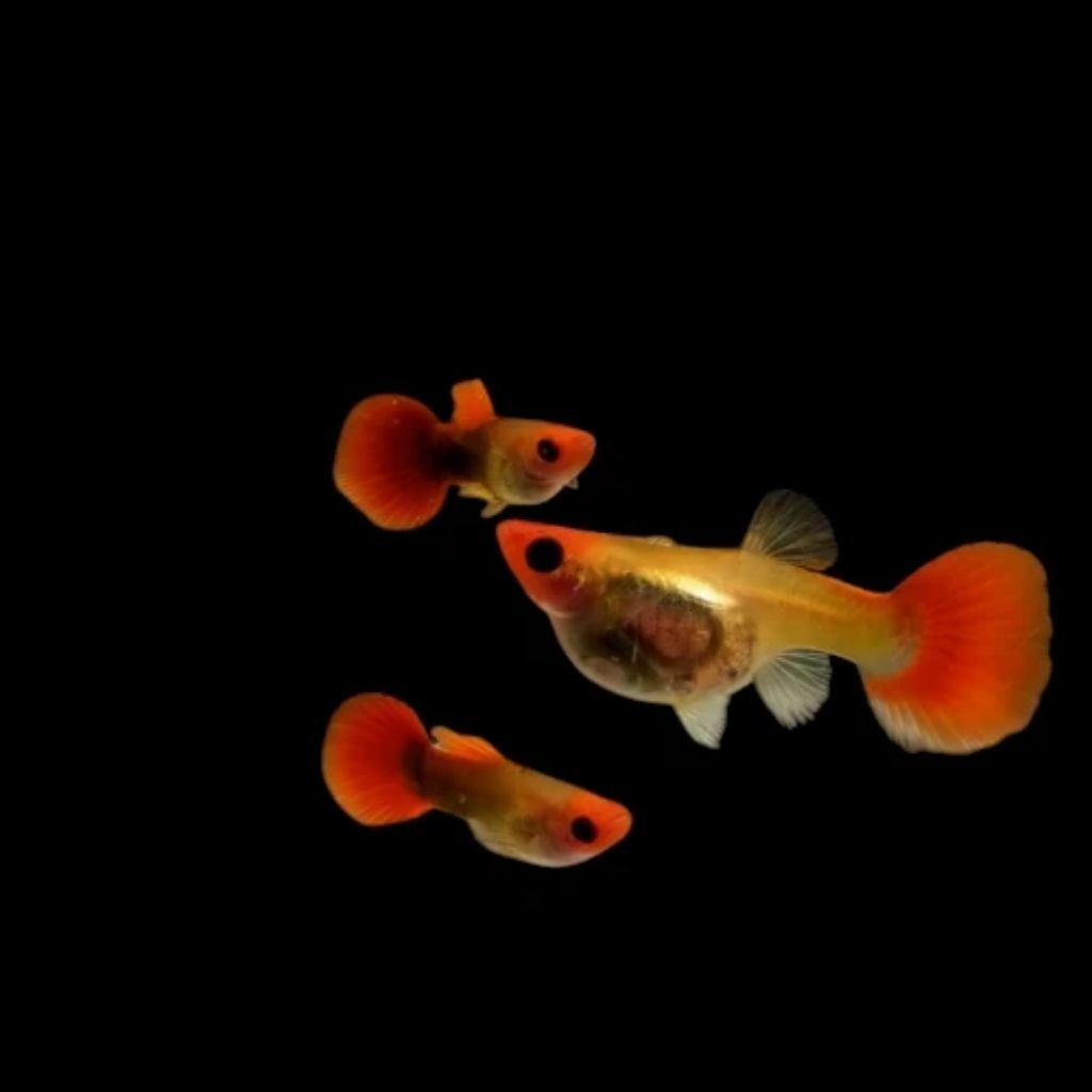 tanaman air guppy tuxedo koi short body glass belly