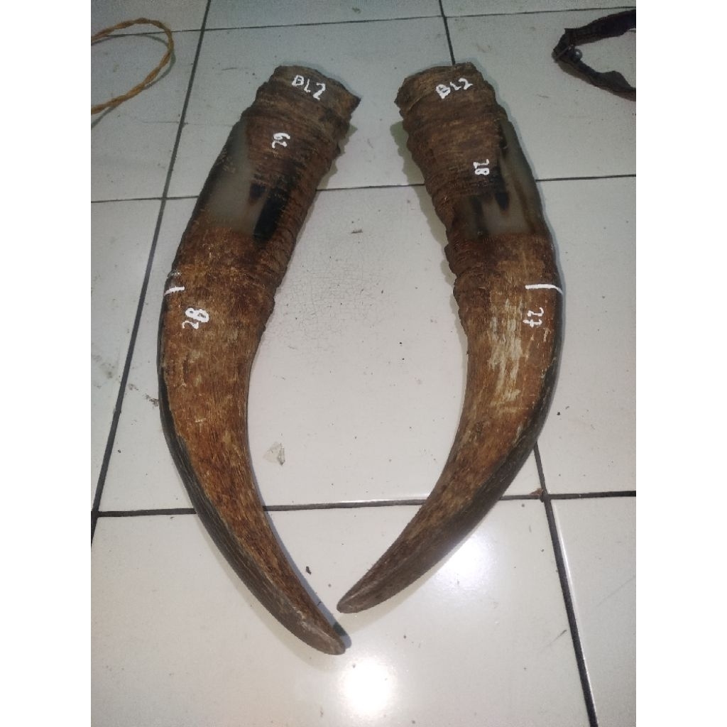 tanduk kerbau bule/putih super