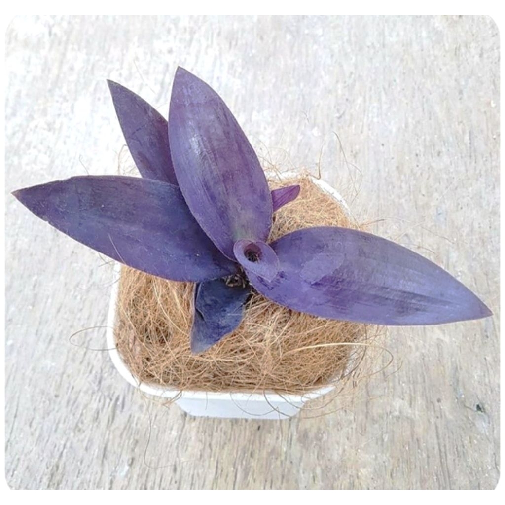 Tanaman Hias Adam Hawa Ungu - Pohon Adam Hawa Ungu