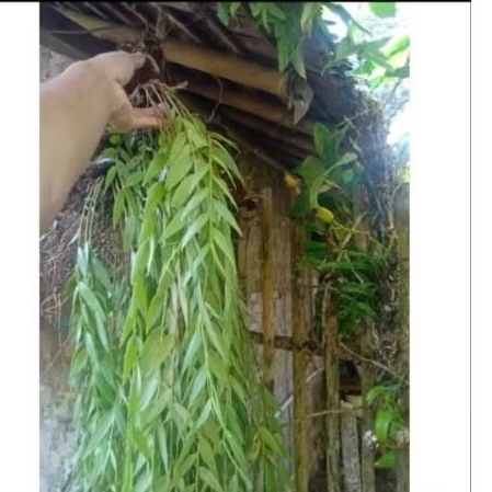 Tanaman hias kumpay sisir