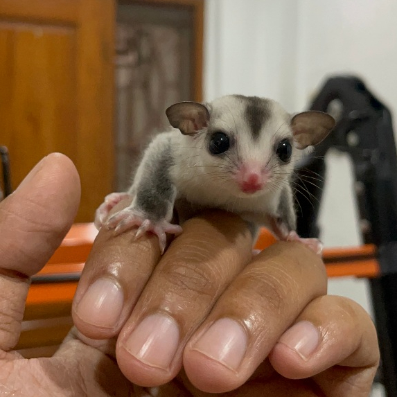 Joey Sugarglider White Face Sugar Glider Hewan Peliharaan Baby SG WF