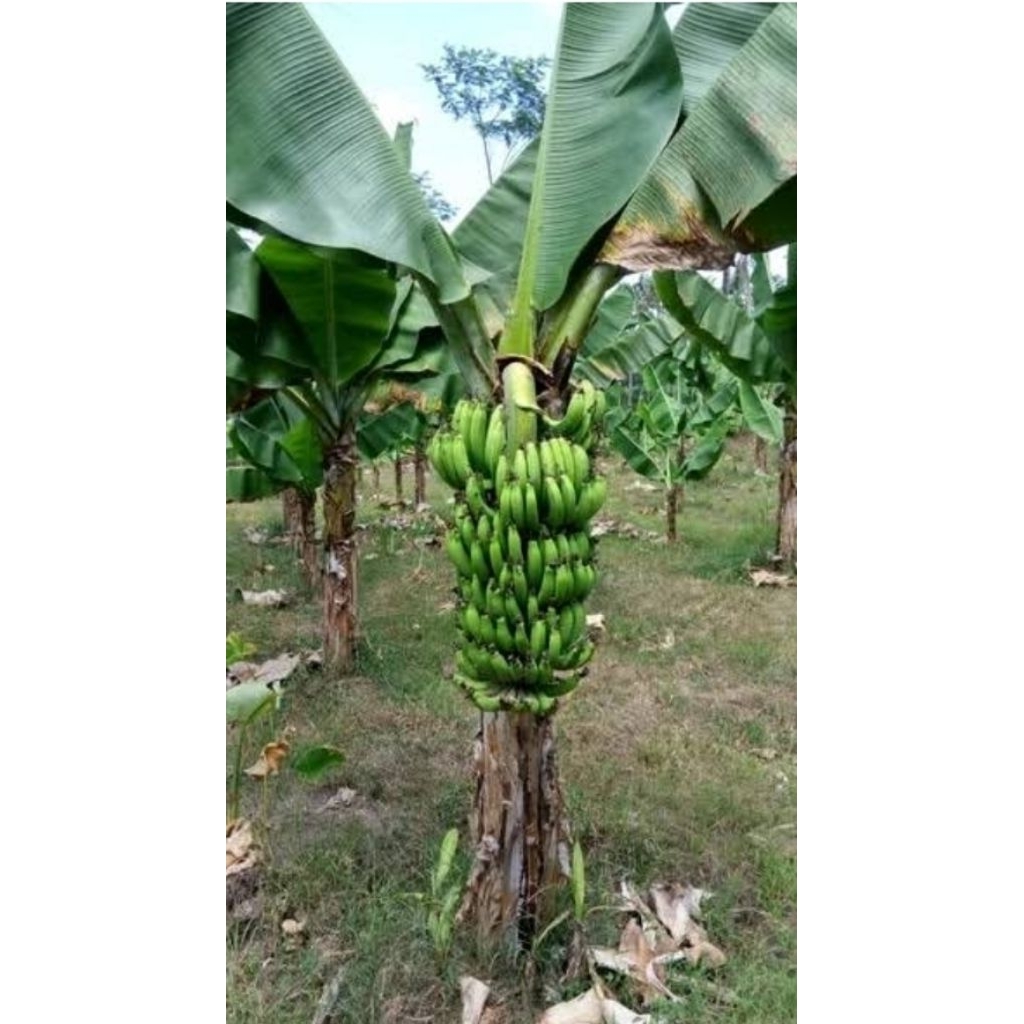 bibit pisang barangan