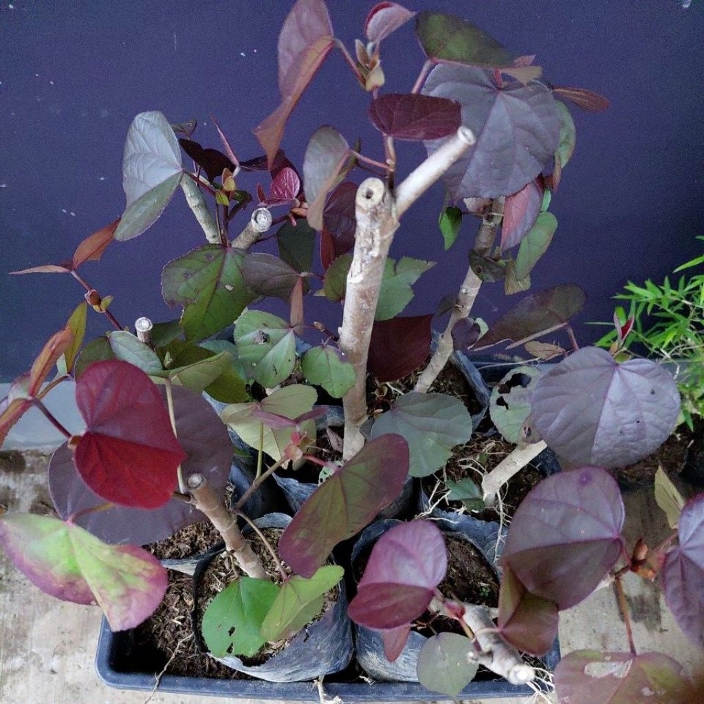 bahan bonsai waru merah#super red. tinggi 20sampai25cm#batang sejari