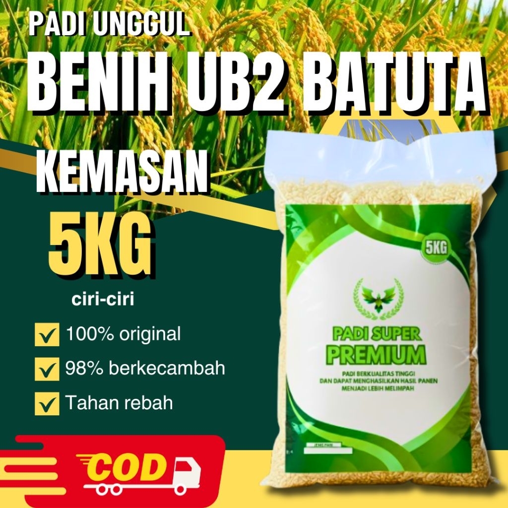 benih padi ub 2 batuta 5kg berkualitas