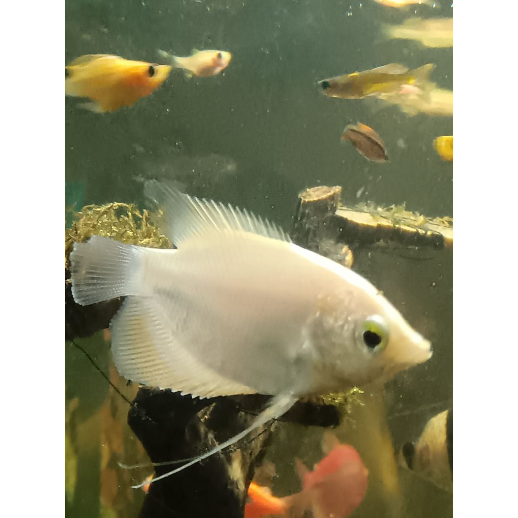 hiasan Aquarium gurame padang