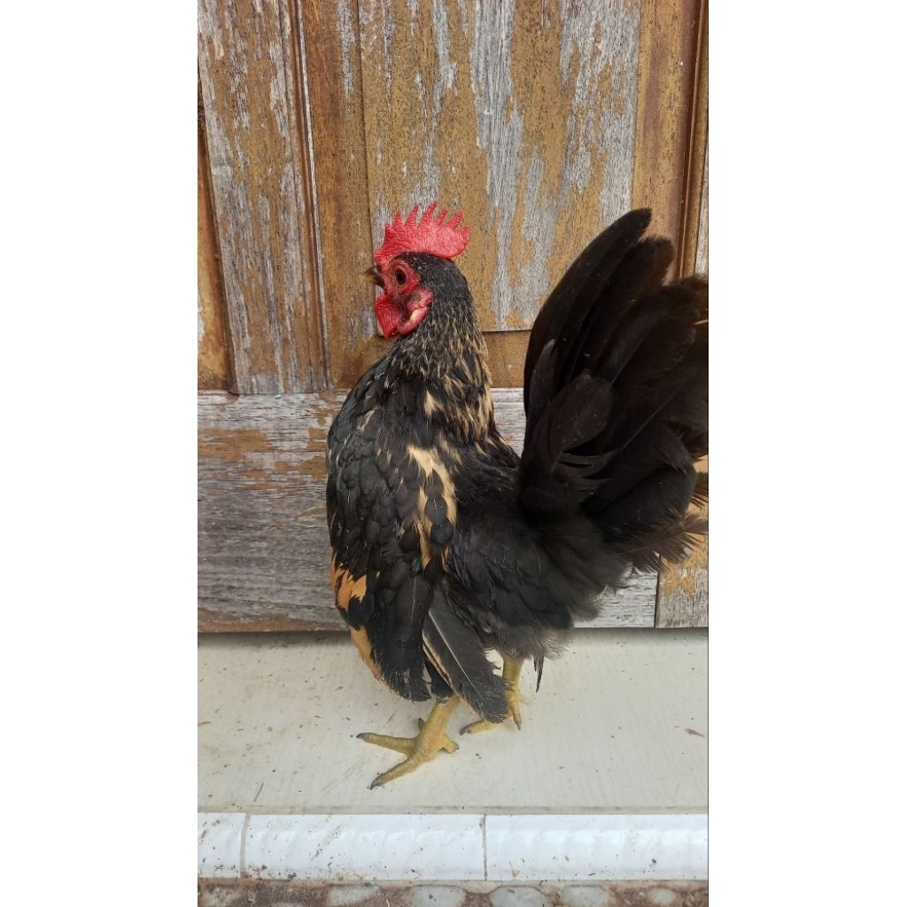 Ayam serama ayam hias