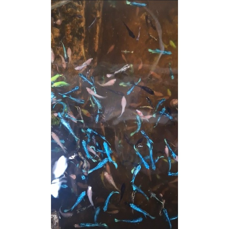 [BACA DESKRIPSI] Anakan Ikan Cupang Avatar/Gordon/Barongsai | RANDOM | 1 BULANAN | VIDEO & FOTO ASLI