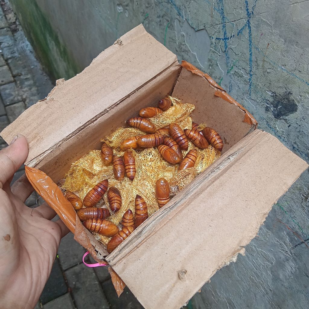 POMPONG ALPUKAT isi ( 10+ ) ENTUNG ALPUKAT UMPAN BAWAL BABON