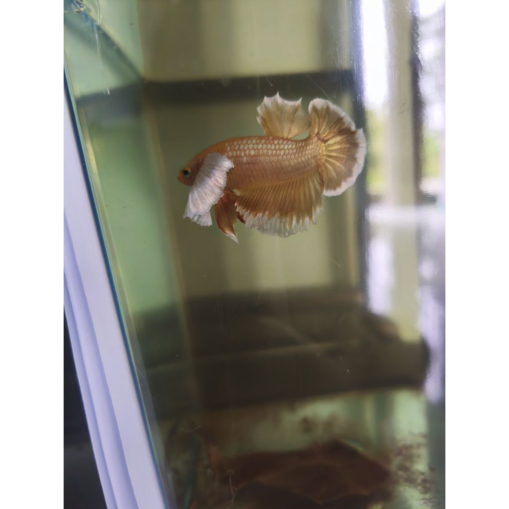 cupang Super Gold Dumbo ear