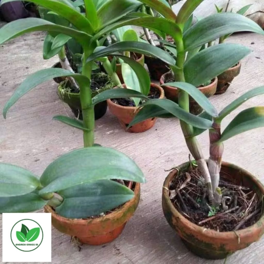 RIMBUN ANGGREK DENDROBIUM BANGKOK