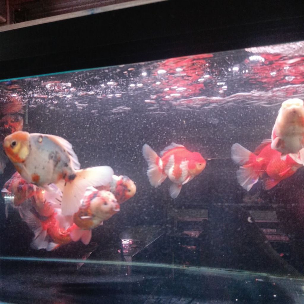 Koki Oranda Rose Tail Red white/Calico size jumbo 15-16cm