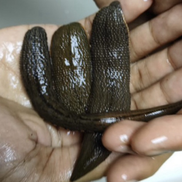 lintah terapi steril ukuran jumbo