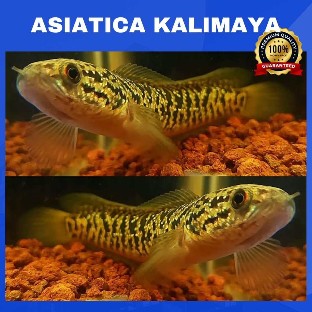 Asiatica Kalimaya Red Spot | SINGLE TANK - BEST SORTIRAN | Snakehead - Channa Berkulitas - Bergarans