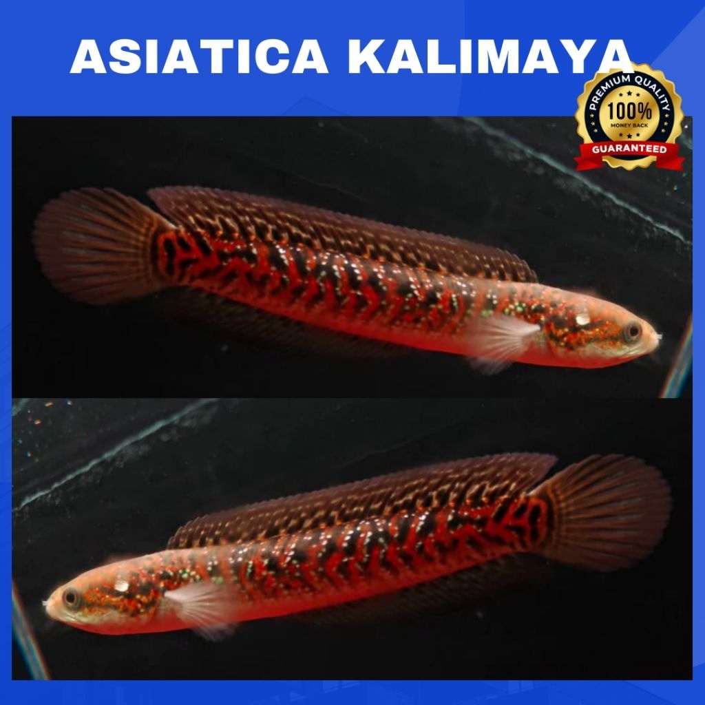 Asiatica Kalimaya RSP Full | SINGLE TANK - BEST SORTIRAN | Snakehead - Channa Berkulitas - Bergarans