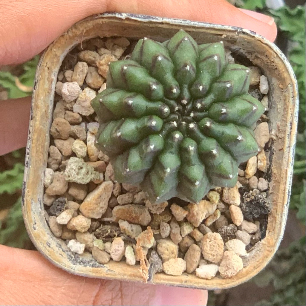 Gymno crested kristata seedling ( kaktus gymnocalycium miha mihanovichii