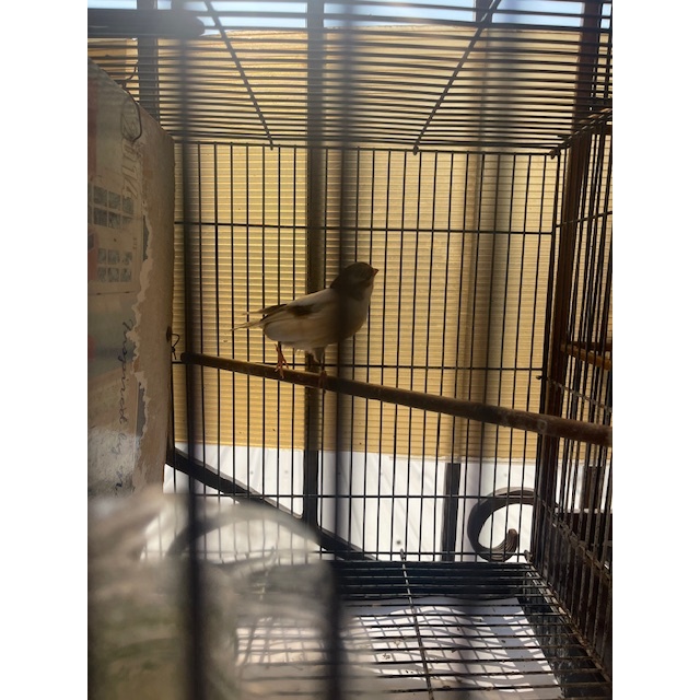 burung kenari betina ngisi