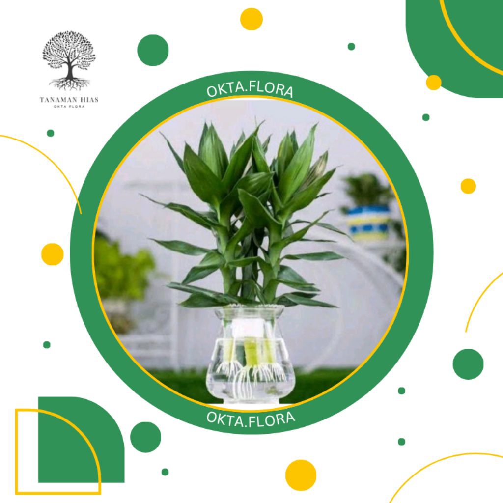 Tanaman Bambu Keberuntungan Bambu Guanyin Tanaman Tumbuhan Hidup