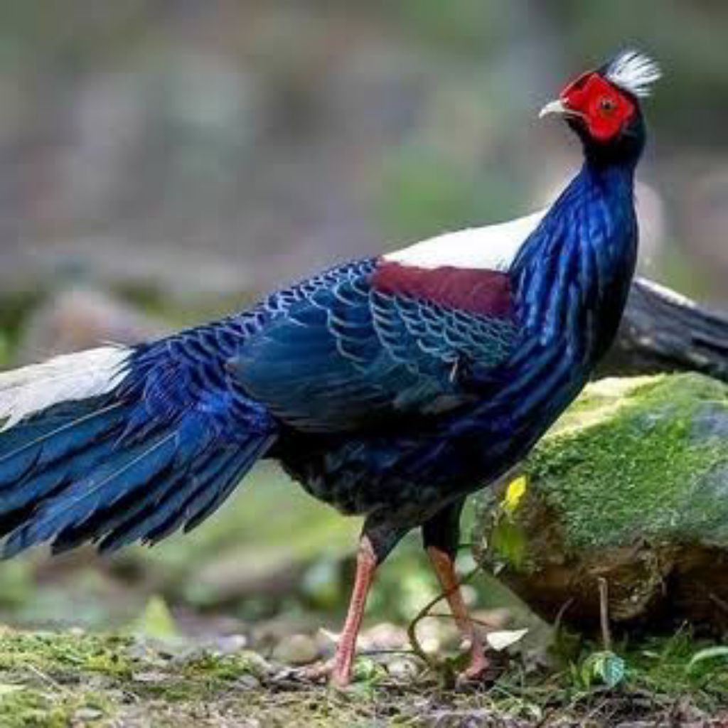 Telur Ayam Hias Ringneck Swinhoe Pheasant Fertil Untuk Ditetaskan