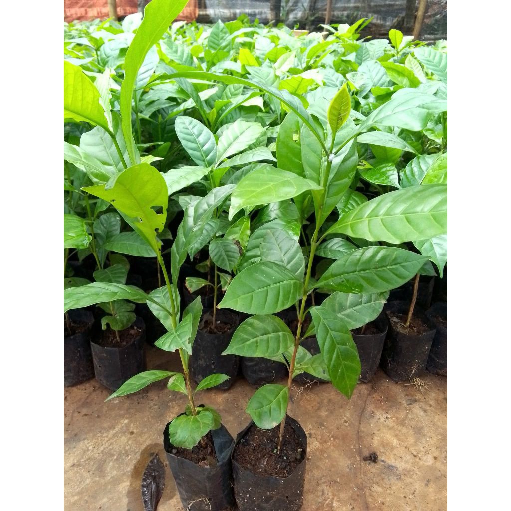 bibit kopi robusta polibag klon Bagio 10 batang
