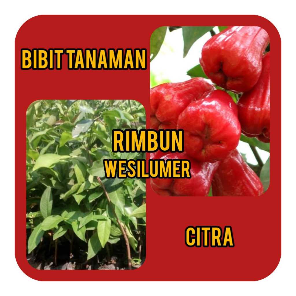 Bibit Jambu Air Citra Rimbun