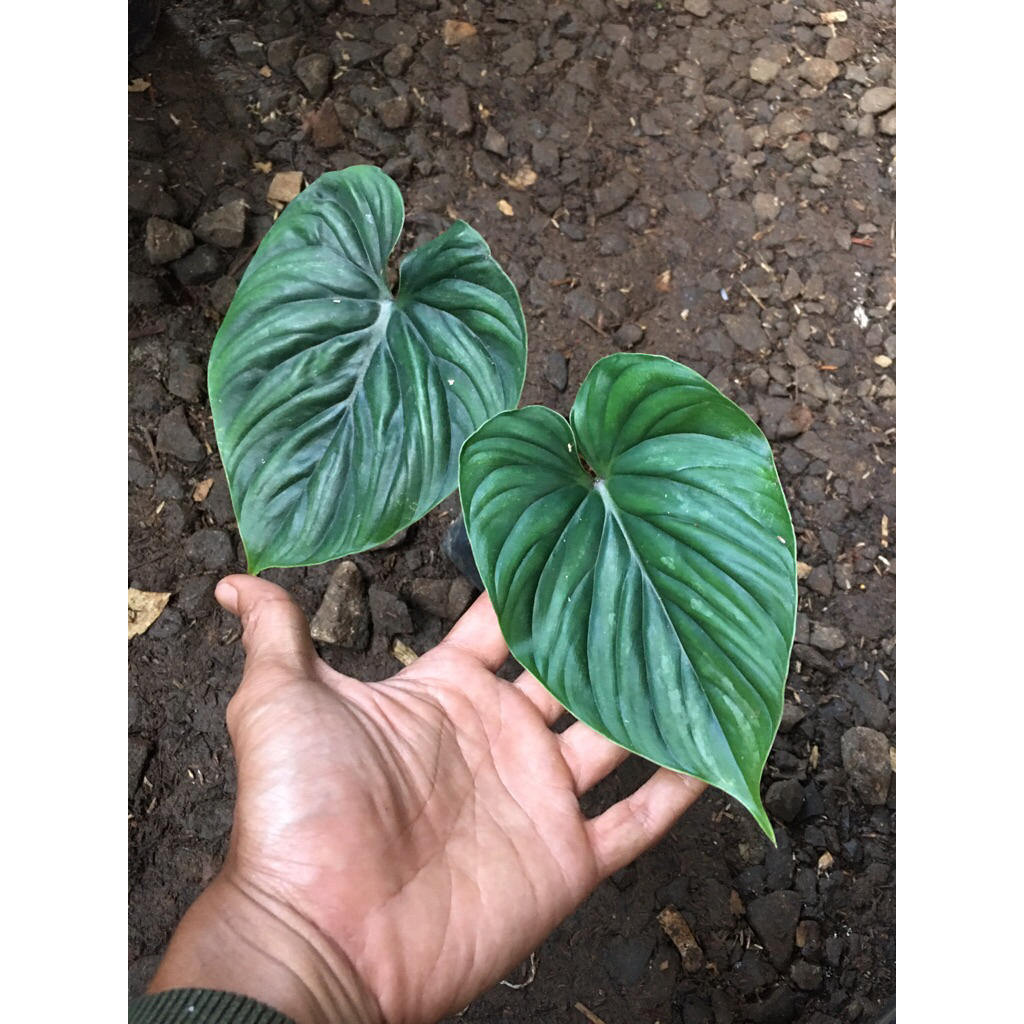 Philodendron plowmanii black face