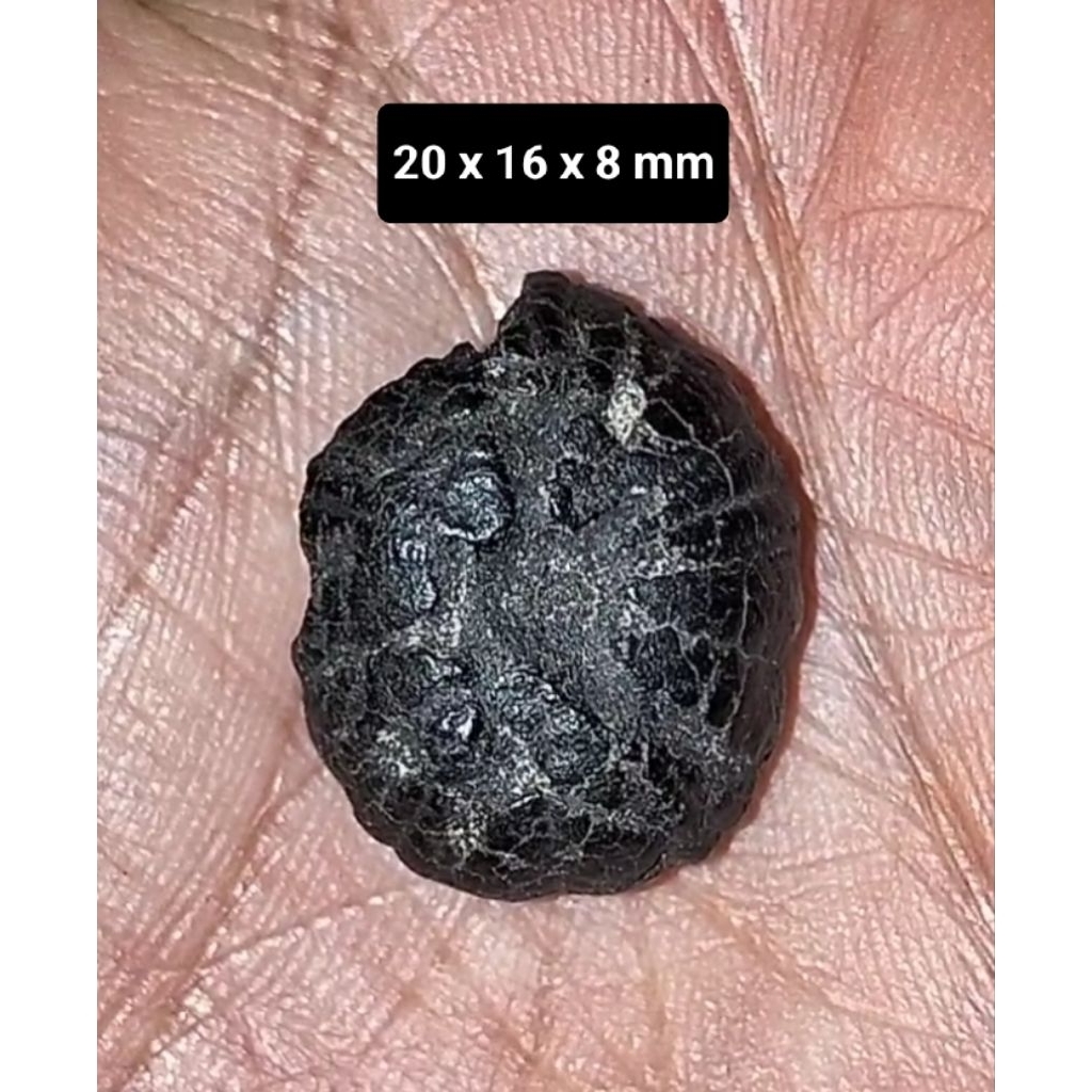 Batu Akik Awar Awar atau bulu landak laut nempel magnet