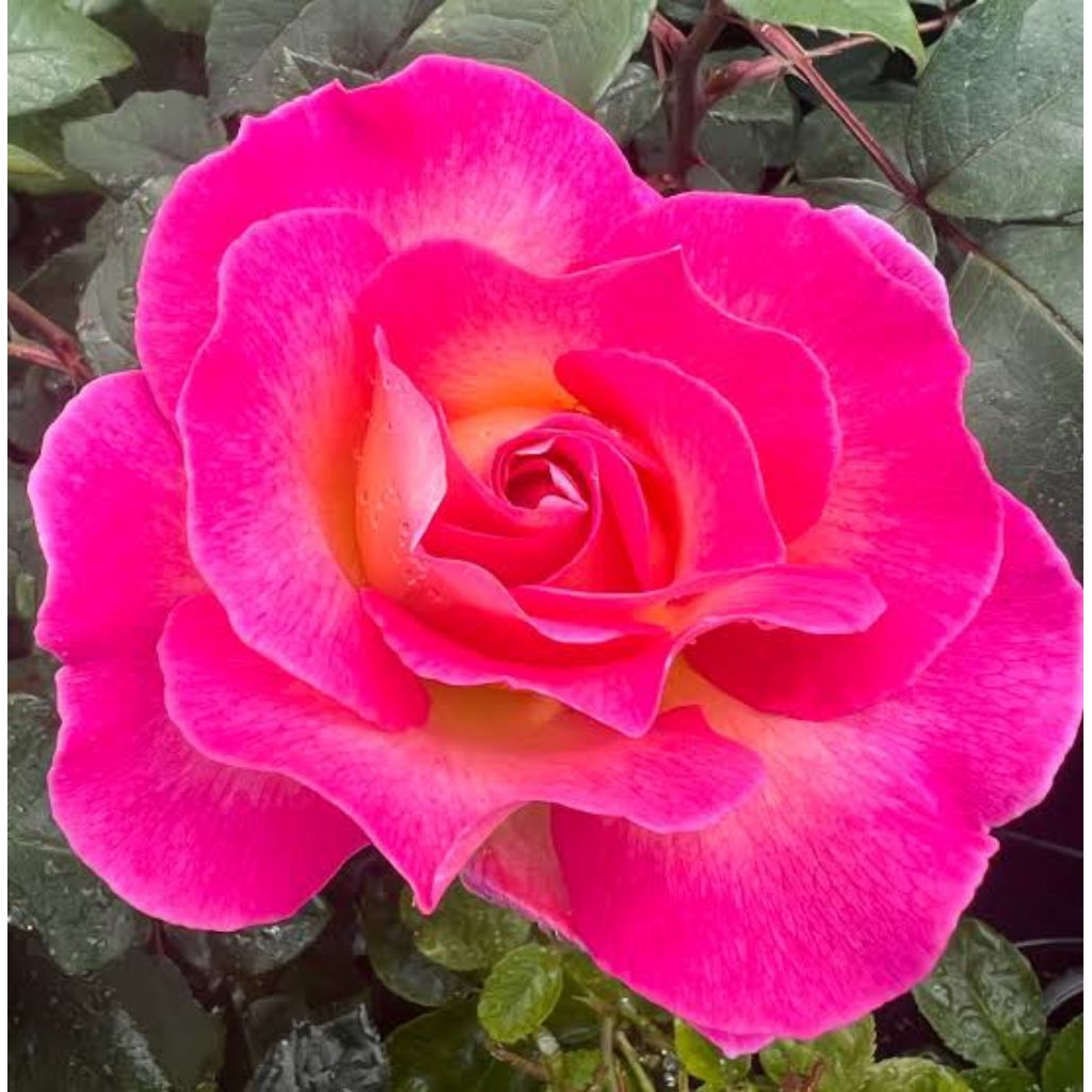 Mawar import ping paradise indukan mawar cantik - Tanaman hidup mawar