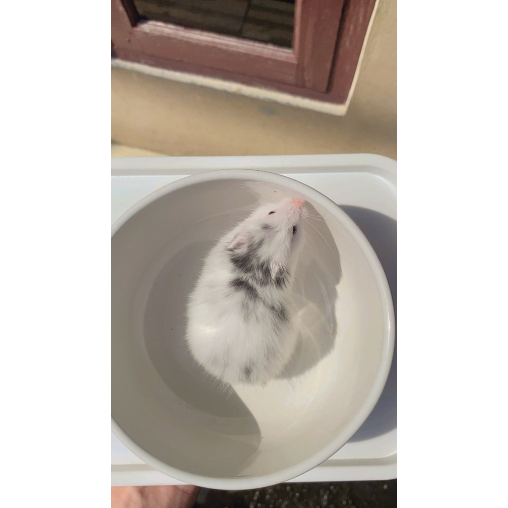 hamster syrian fujiyama long hair betina