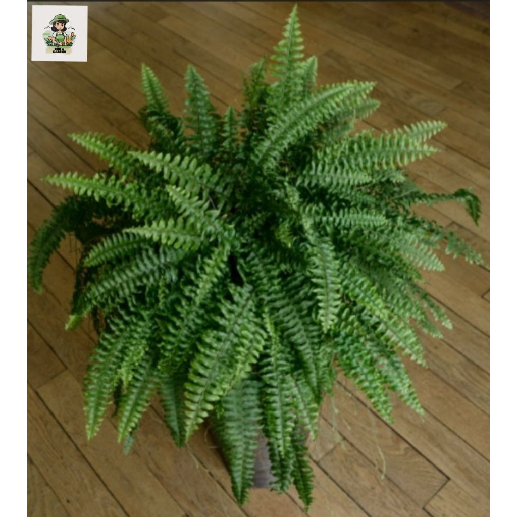 ( siap kirim ) tanaman hias pakis kelabang - tanaman hias outdoor/indoor pakis kelabang.