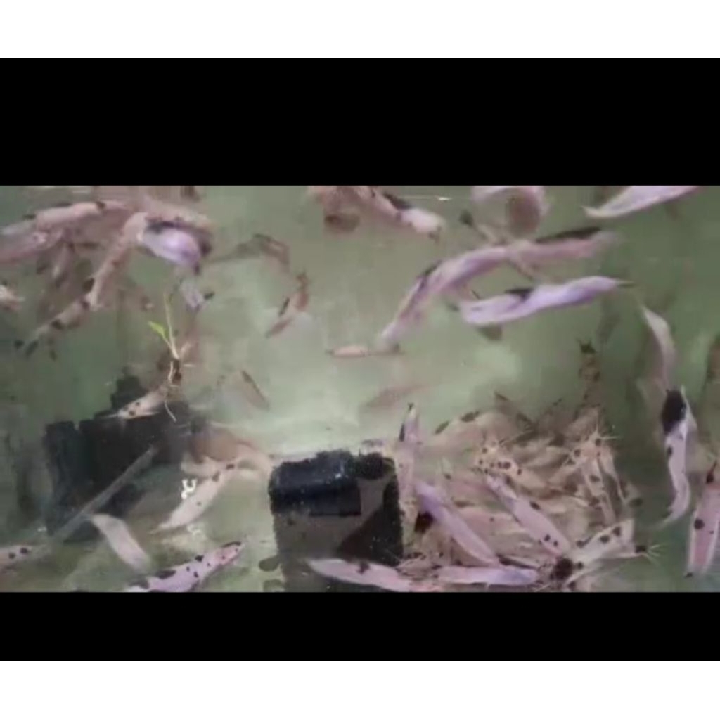 mainan bibit lele albino/ lele putih