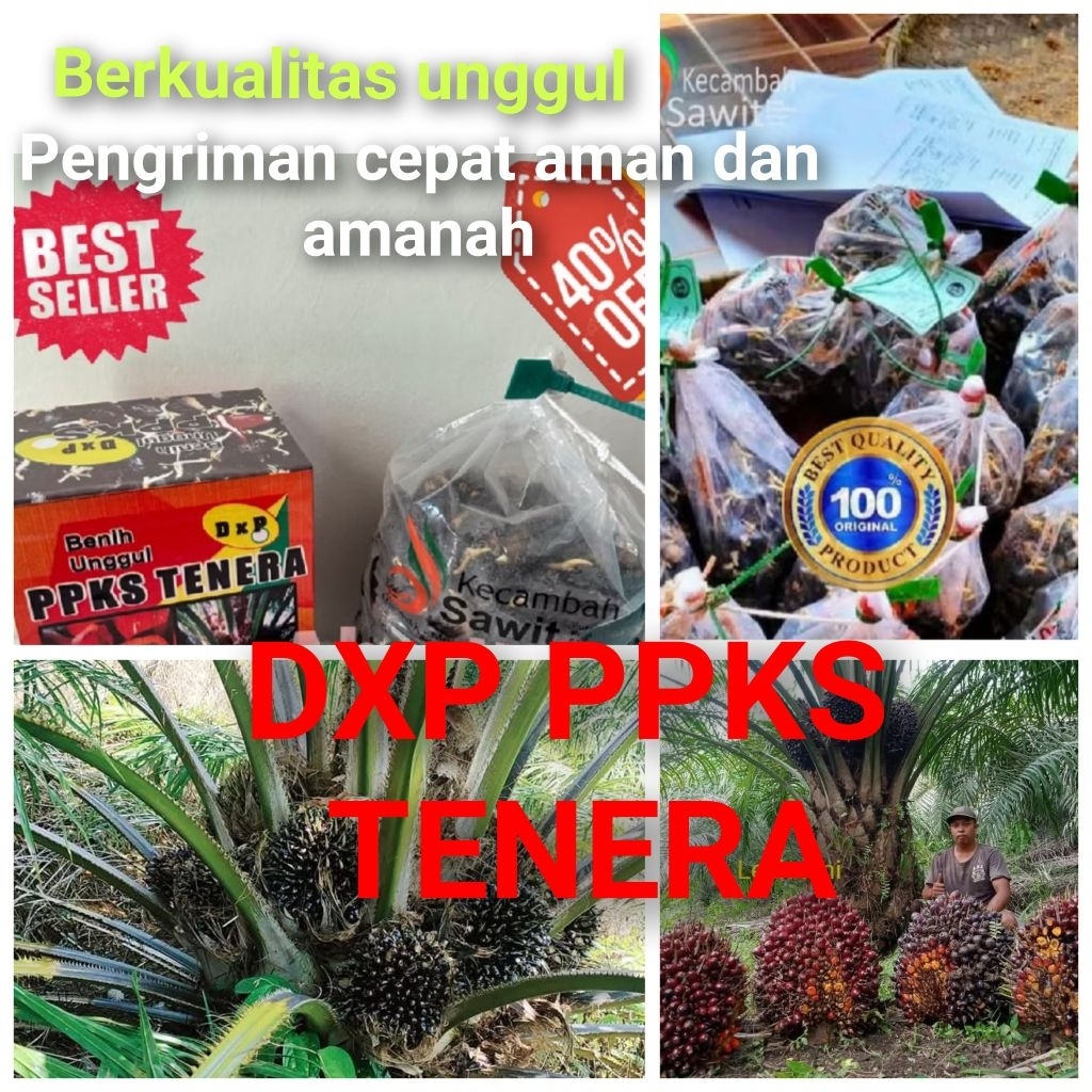 Bibit Benih Kecambah Sawit DXP PPKS TENERA (250 butir)