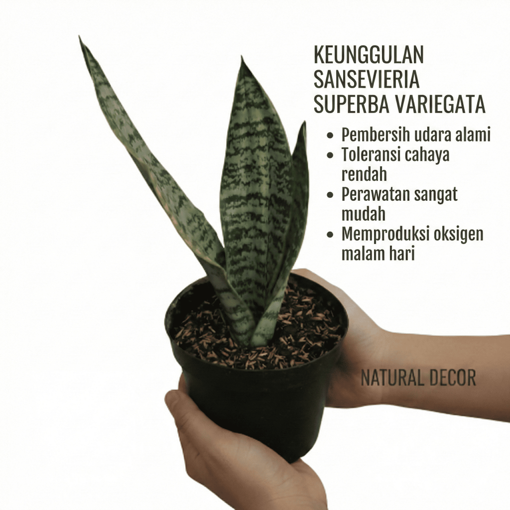 Tanaman Sansevieria futura superba variegata tengah