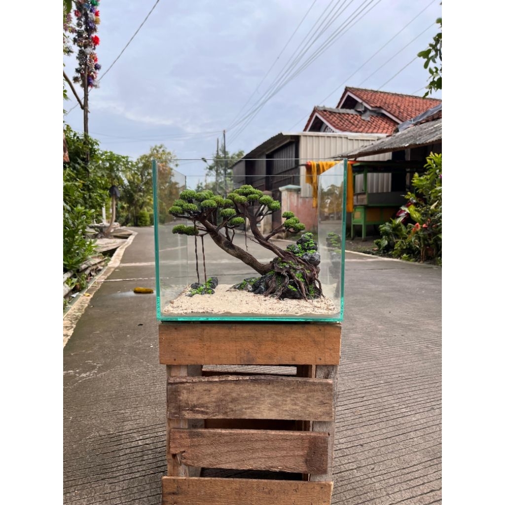 Aquascape Bonsai Kayu Cemara FULLSET