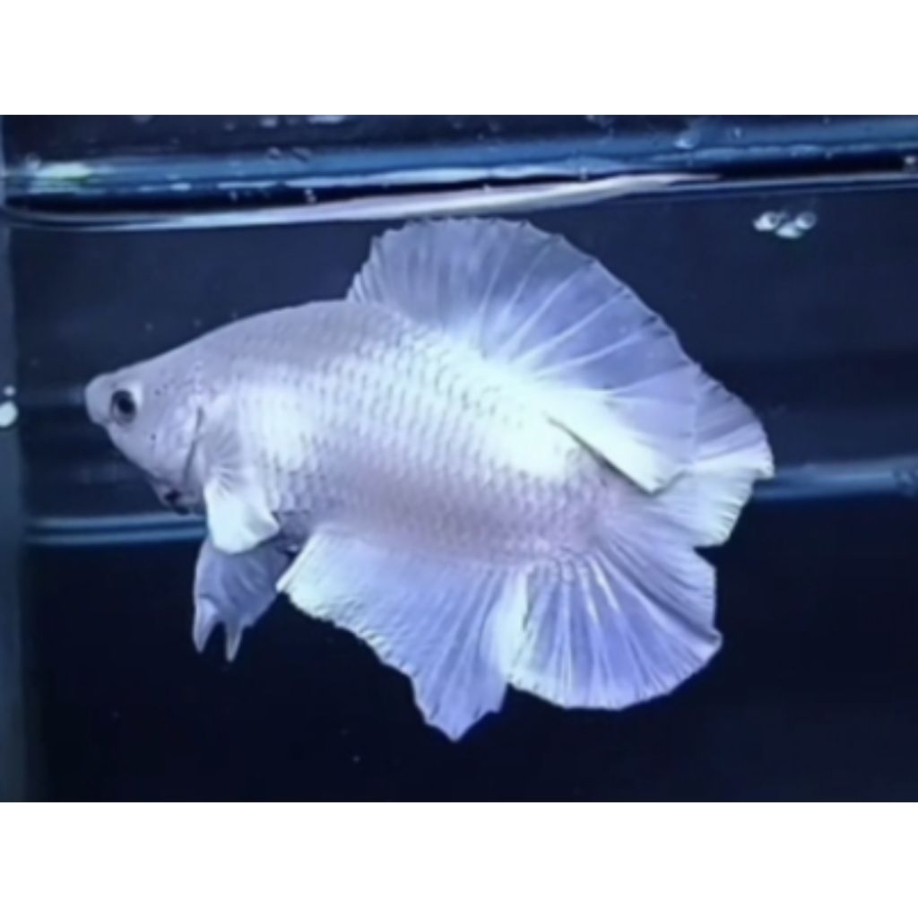 hiasan aquarium cupang hias pkdt white platinum