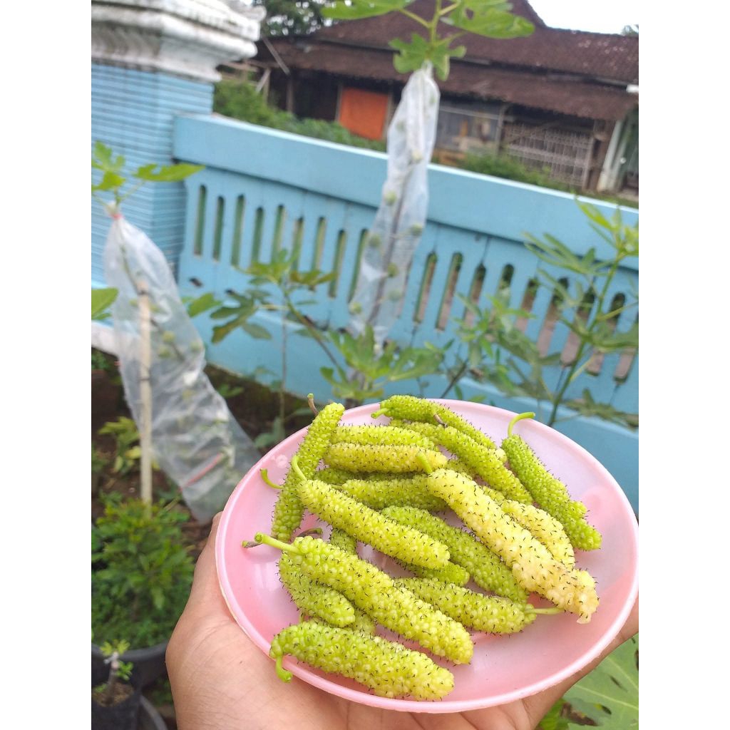bibit long white murbei okulasi cepat berbuah dijamin valid 100%