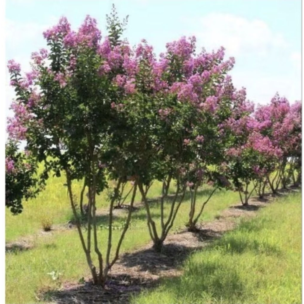 Pohon Hias Bungur Diameter 15-20cm-+ Tanaman Hias Pohon bungur