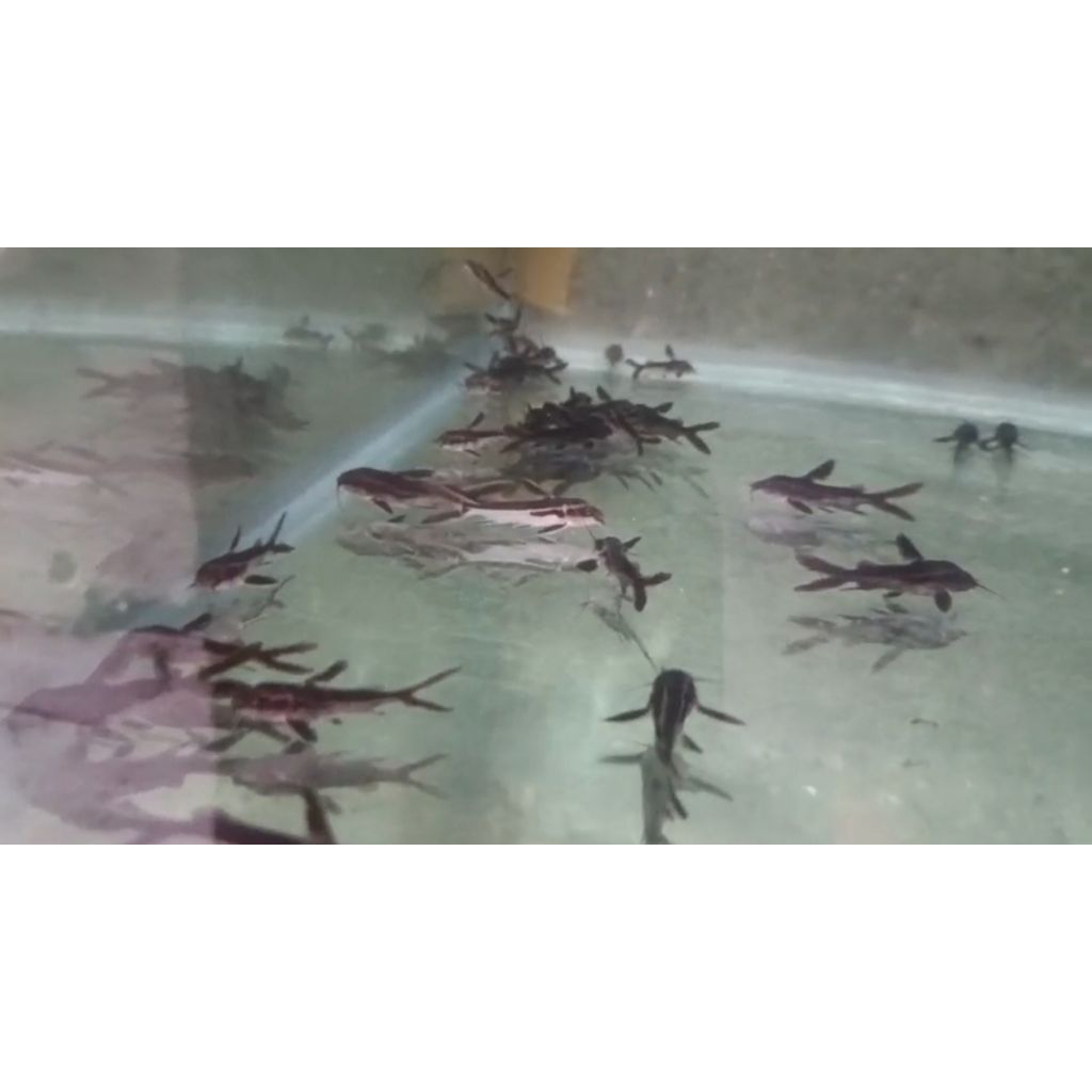 ikan TSN x Platydoras Hybrid Catfish 5-6cm