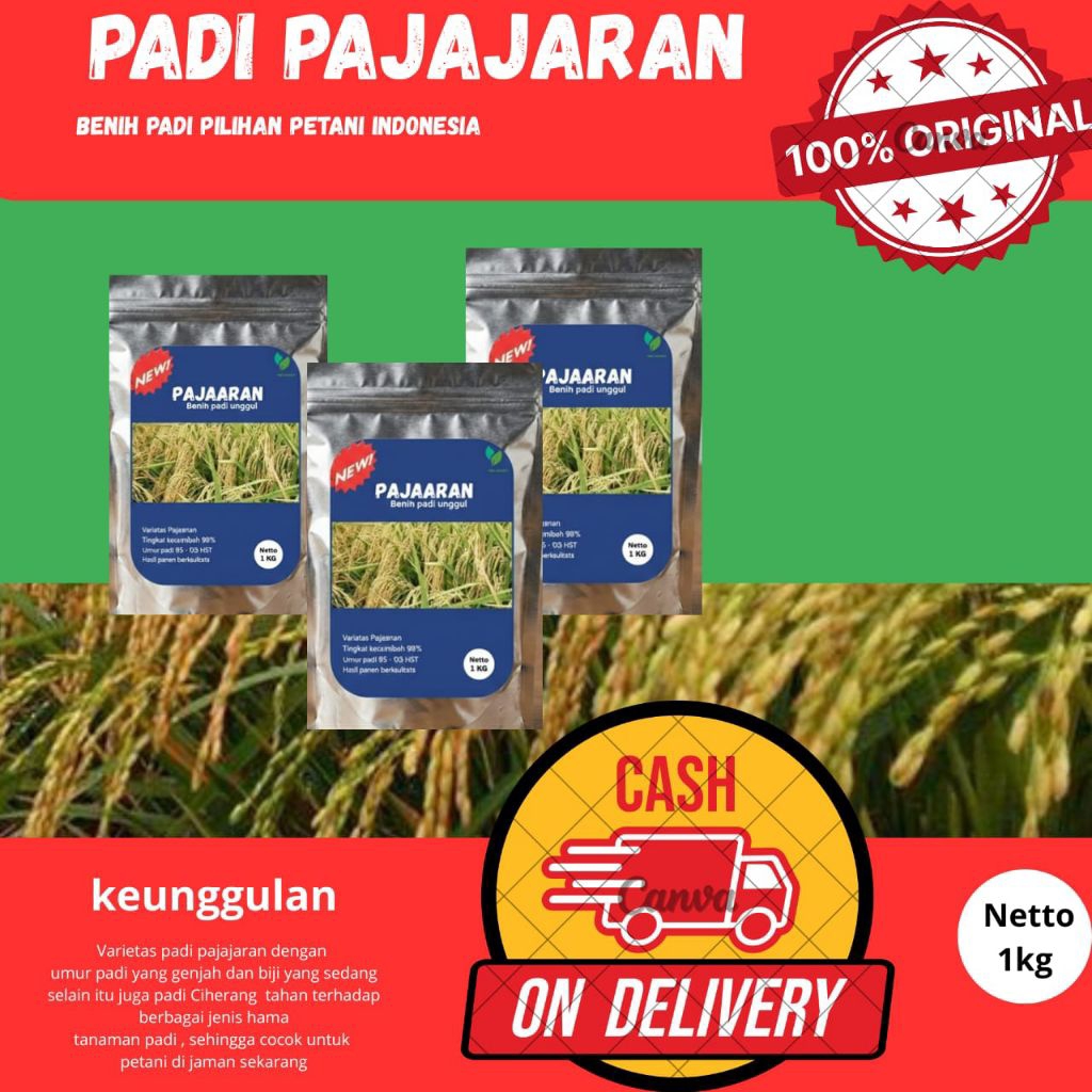 benih/bibit PADI PAJAJARAN kemasan 1Kg