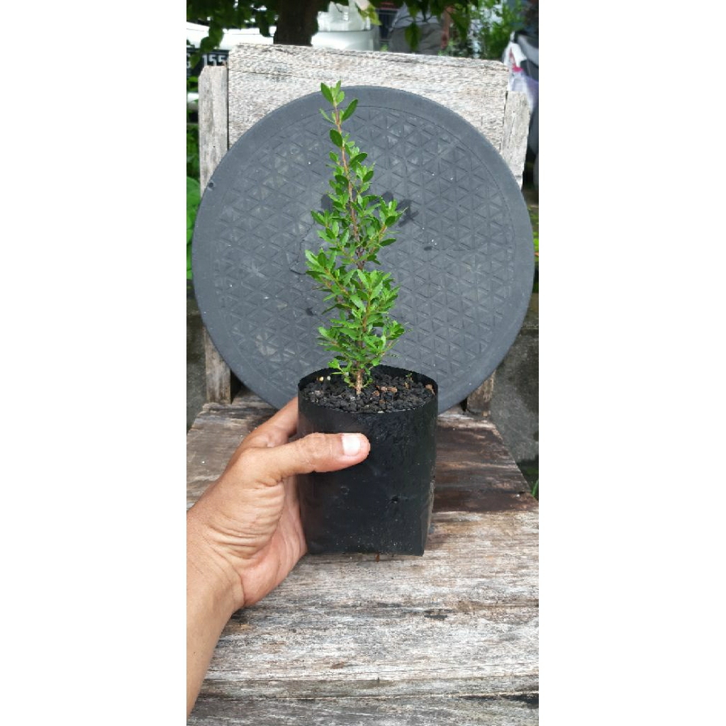 SANTIGI bahan bonsai bibit berkarakter & berkualitas