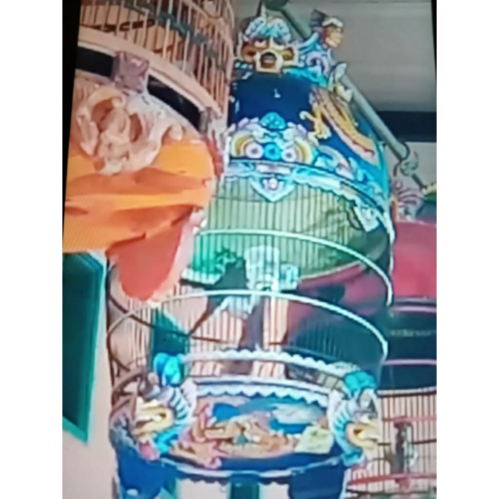 Perkutut Bangkok Bahan Lomba kode: B-16