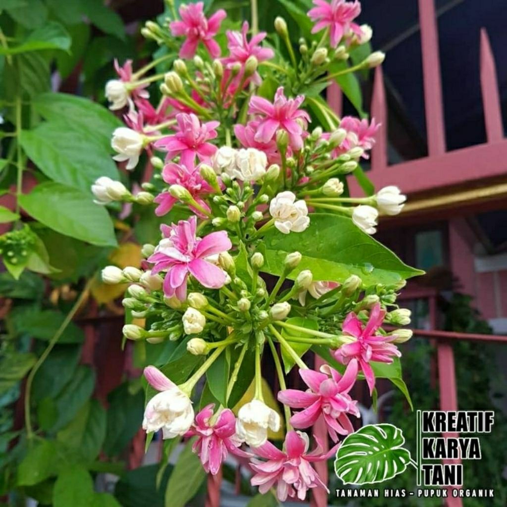 Promo Tanaman Hias Melati Belanda - Melati Belanda Wangi