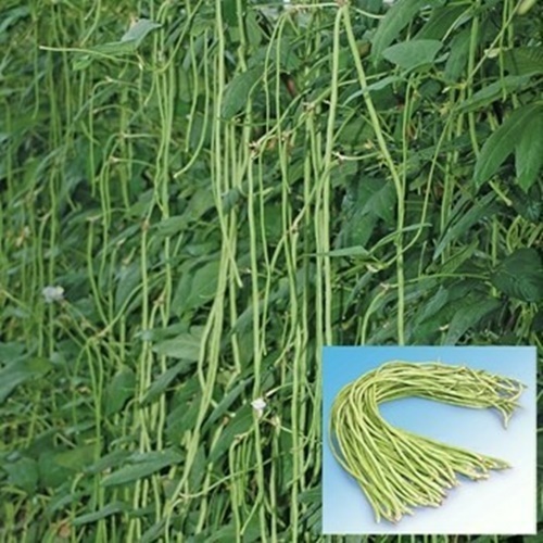 15 Benih Biji Kacang Panjang PELETON