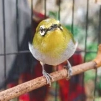 pleci Auriventer Pilihan