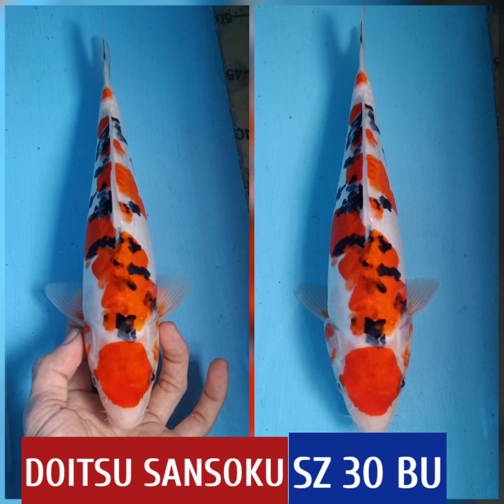 READY SESUI GAMBA IKAN HIAS KOI BLITAR READYJUGA KOHAKU SHOWA CHAGOI JINAK DLL UMIKOI BEKASI