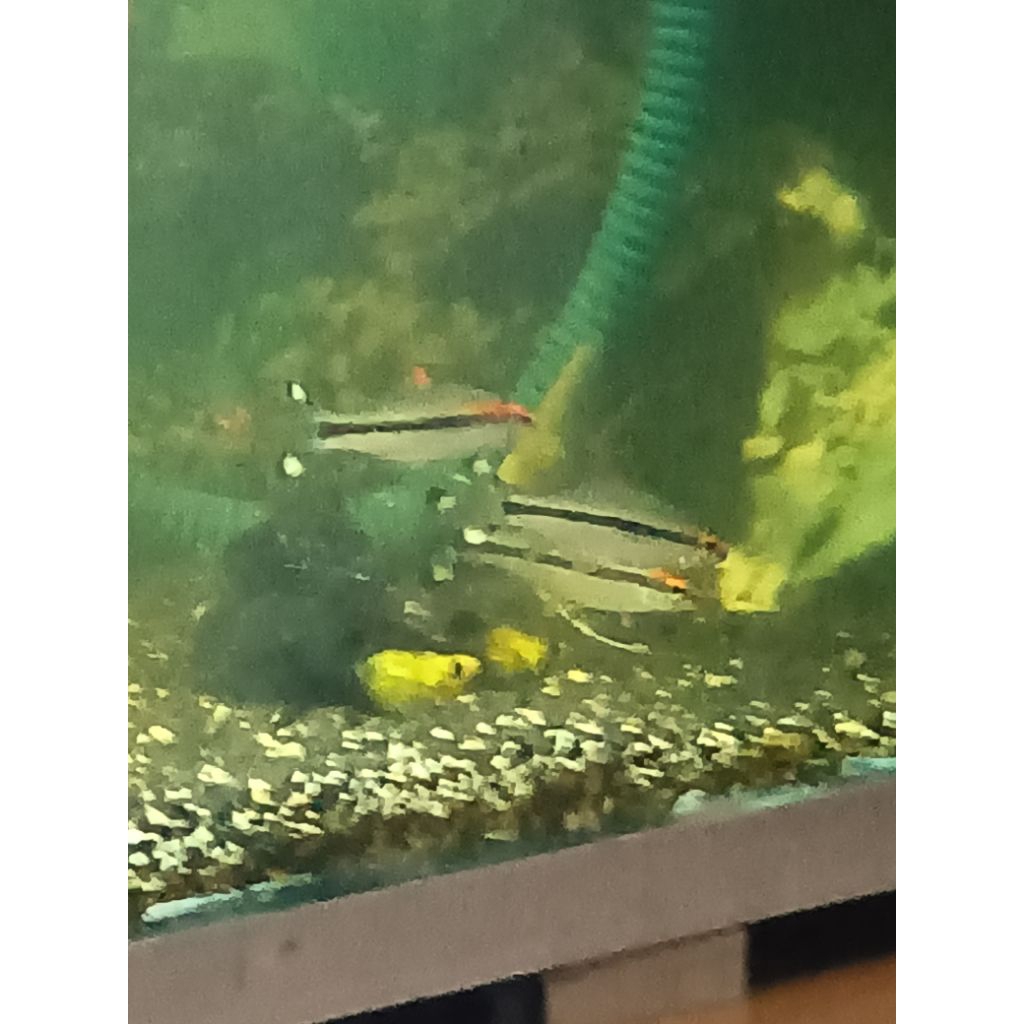 hiasan aquarium puntinus denisoni atau Denison barb