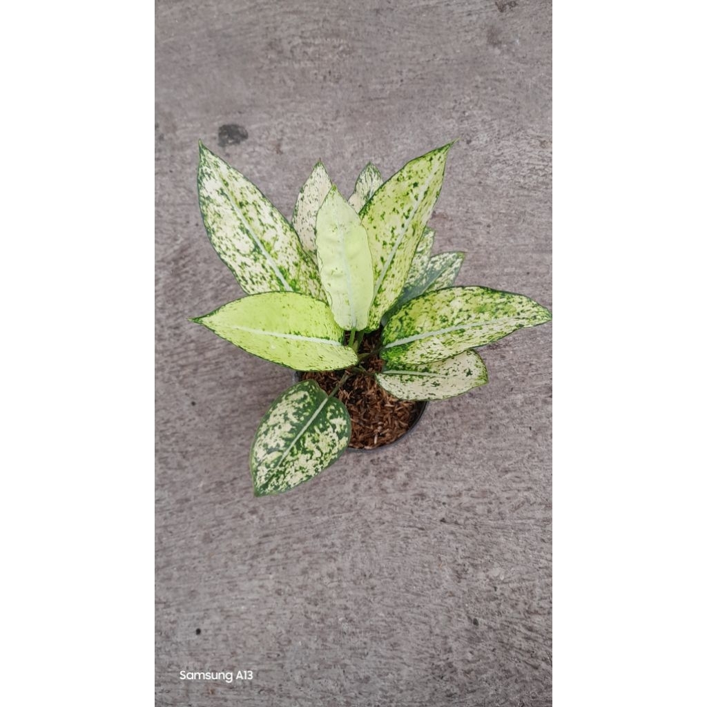 Aglonema Yellow Crown (Size Dewasa Daun 10) (2)