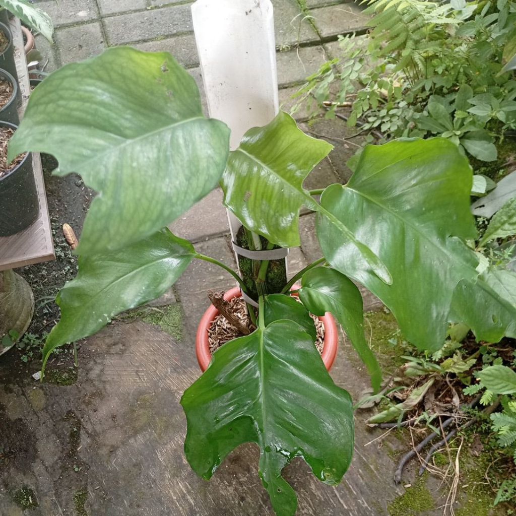 tanaman hias koleksi philodendron skeleton key